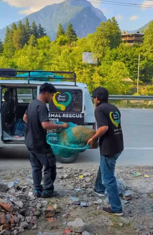 Stray Dog was hit By Car paralyzed due to spinal injury part2