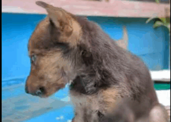 Stray Puppy has lots of maggots in his leg wound. Leg amputated._part2