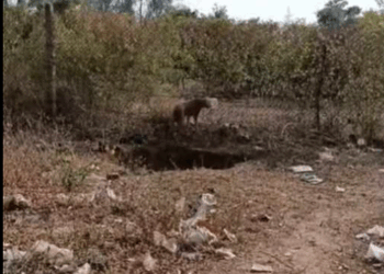 Dog Head Stuck in Plastic Jar part2
