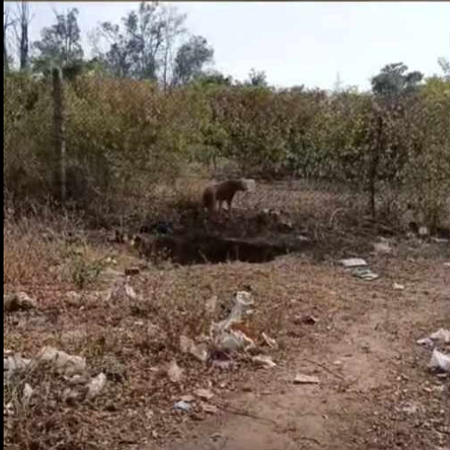 Dog Head Stuck in Plastic Jar part2