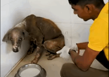 Dog rescue severe skin Disease, wounds of maggots, hematoma_part2