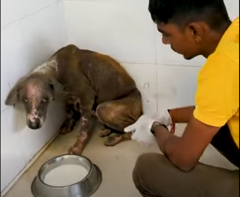 Dog rescue severe skin Disease, wounds of maggots, hematoma_part2