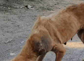 Dog Left Massive Untreated Neck Tumor Tried Hard to Save Dog part2