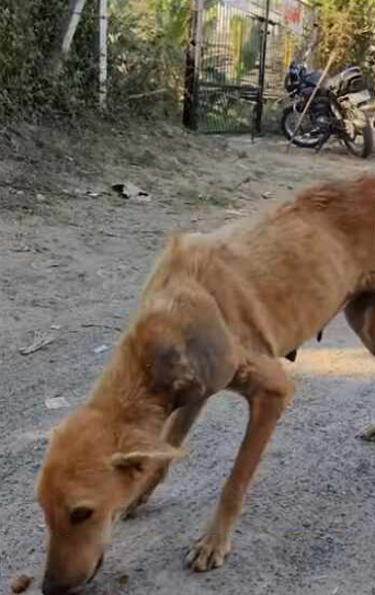 Dog Left Massive Untreated Neck Tumor Tried Hard to Save Dog part2