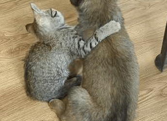 Mimi, One Month old ginger kitten who had Seriously damaged Right Eye part2