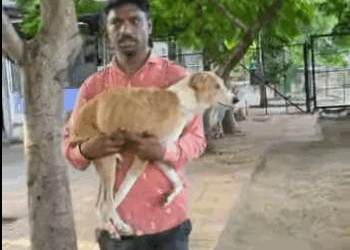 Mosmi, neglected dog large Inguinal Hernia Rescued part2