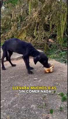 En Medio De La Carretera No Sabia Que Hacer HISTORIA DE KIARA (Full video)