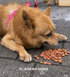 Perdido desorientando se encontraba este perrito en la vía (Full video)