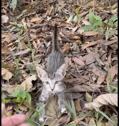 Quien puede ab4ndon4r algo tan lindo (Full video)