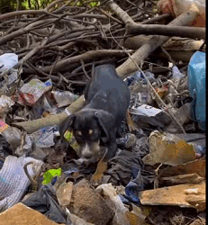 Un rescate con final feliz (Full video)