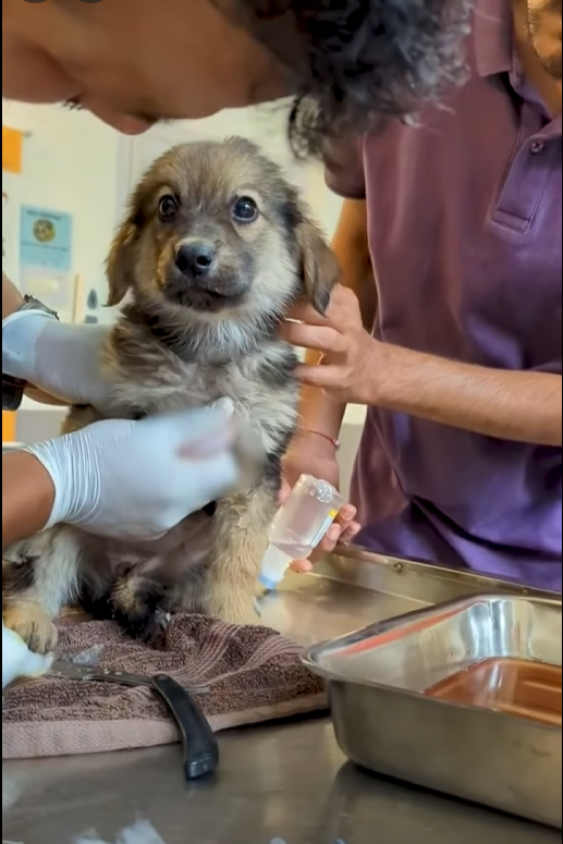 Rescue Puppy Fluid Filled Lump part2