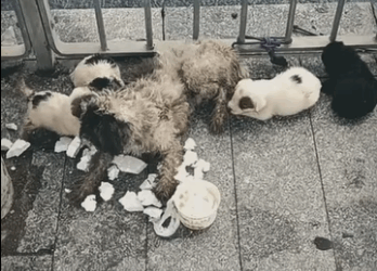 Perrita abandonada junto sus cachorritos #subscribe#shorts#viral_part2