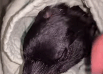 R1411003 Rescatar los cuervos (Parte 2)