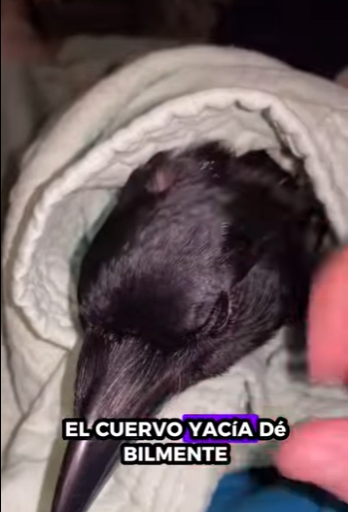 R1411003 Rescatar los cuervos (Parte 2)