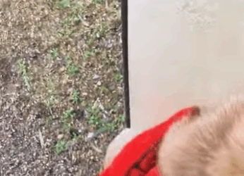 R1411004 Zorros rescatados (Parte 2)