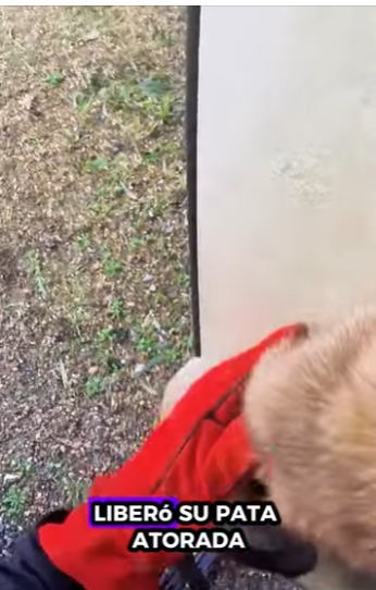 R1411004 Zorros rescatados (Parte 2)