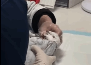 R1411005 Palomas de rescate (Parte 2)