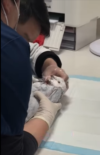 R1411005 Palomas de rescate (Parte 2)