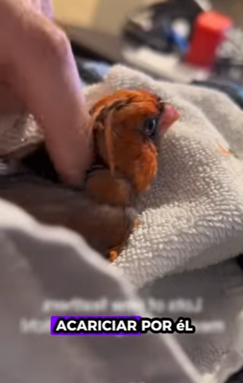 R1411009 Cardenal de rescate (Parte 2)