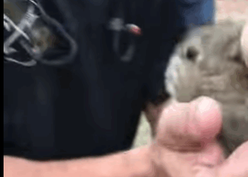 R1411010 Conejo rescatado (Parte 2)