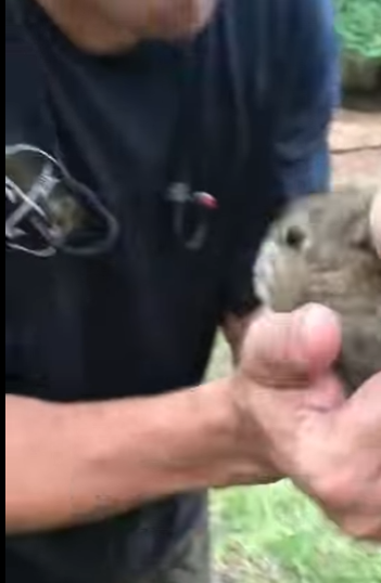 R1411010 Conejo rescatado (Parte 2)