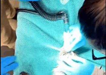 R1411012 Salvando al águila calva (Parte 2)