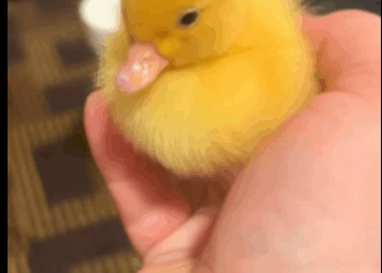 R1411006 Patos rescatados (Parte 2)