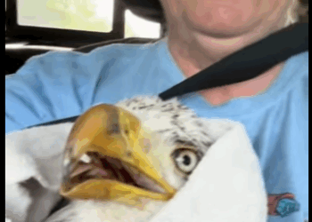 R1411007 Salvando al águila calva (Parte 2)