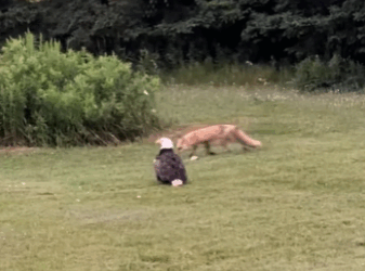 R1411008 Salvando al águila calva (Parte 2)