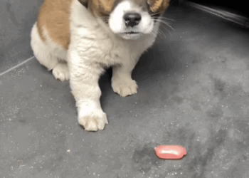 Every time you rescue, you light up a small part of the world (Part 2)