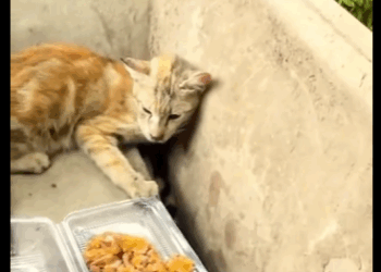 M1411004 Rescatar es amar sin condiciones (Parte 2)