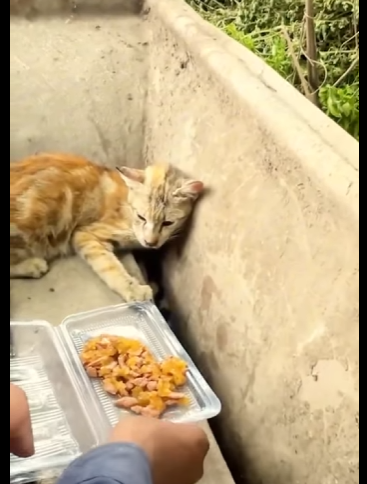 M1411004 Rescatar es amar sin condiciones (Parte 2)