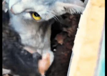 M1411003 Su historia merece un nuevo comienzo (Parte 2)