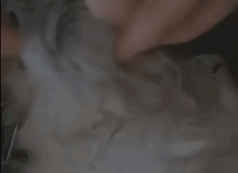 Perrito se encontraba muy enfermito #subscribe#shorts#viral part2