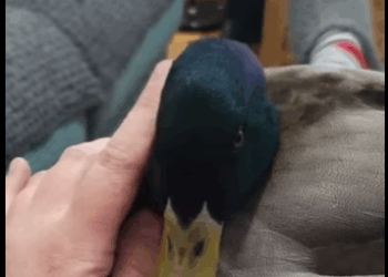 A1411003 Patos rescatados (Parte 2)