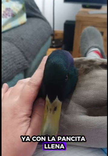 A1411003 Patos rescatados (Parte 2)