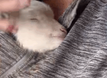 A1411006 Ovejas de rescate (Parte 2)