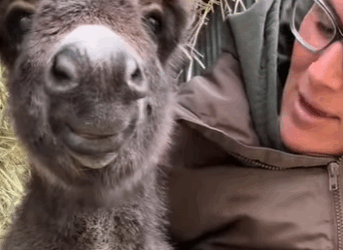 A1411005 Rescata al burrito (Parte 2)