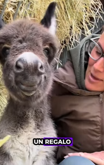 A1411005 Rescata al burrito (Parte 2)