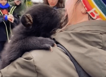 A1411004 Rescate de un cachorro de oso negro (Parte 2)