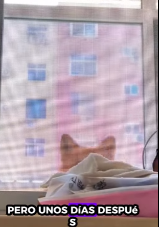 Mira la parte 2 en los comentarios