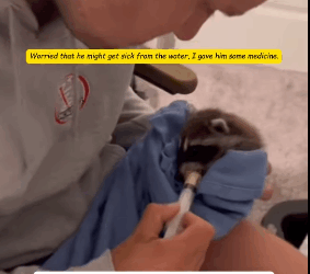 R1311004 Un mapache rescatado de ahogarse se lo llevó a casa para criarlo (Parte 2)