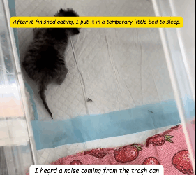 R1311002 Escuché un ruido que venía del bote de basura y no esperaba que fuera (Parte 2)