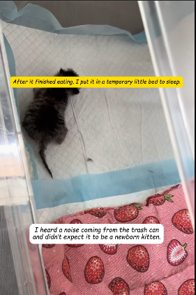 R1311002 Escuché un ruido que venía del bote de basura y no esperaba que fuera (Parte 2)