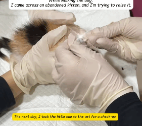 R1311001 Mientras paseaba al perro, me encontré con un gatito abandonado (Parte 2)