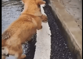 Que grande es el amor de una madre perrita #subscribe#shorts#virals part2