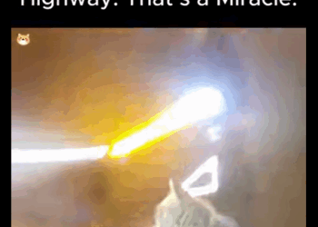 Blind Cat Survived Highway (Part 2)