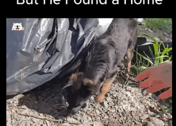 El abandono no es una opción (Parte 2)