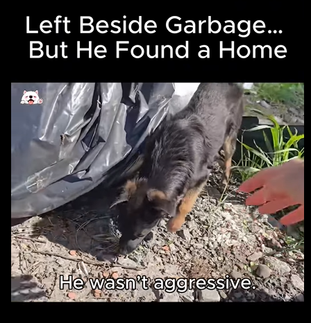 El abandono no es una opción (Parte 2)