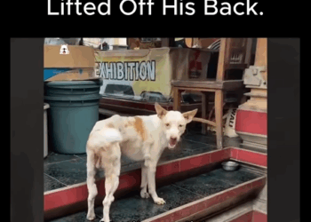 Ellos también merecen sonreír (Parte 2)